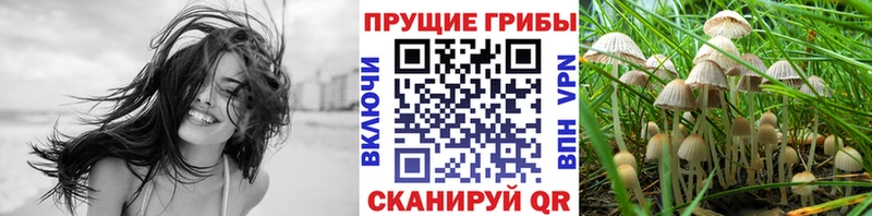 Купить закладки Ачхой-Мартан Псилоцибиновые грибы мицелий